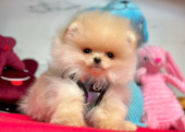 Safkan Pomeranian Mini Boo Yavrularımız